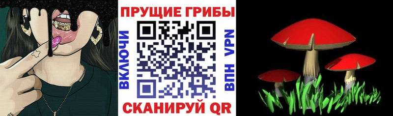 Купить  Чернушка  Псилоцибиновые грибы GOLDEN TEACHER 